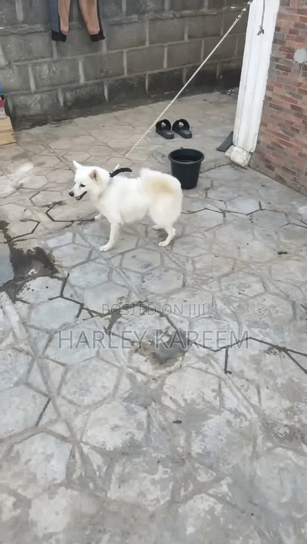 1+ Year Old Female Purebred American Eskimo - 1