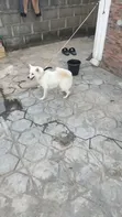 1+ Year Old Female Purebred American Eskimo - 1