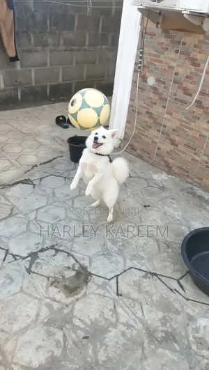 1+ Year Old Female Purebred American Eskimo