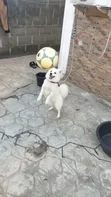 1+ Year Old Female Purebred American Eskimo - 2