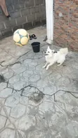 1+ Year Old Female Purebred American Eskimo - 3