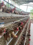 Old Layers (Chickens) - 600 Birds - 1