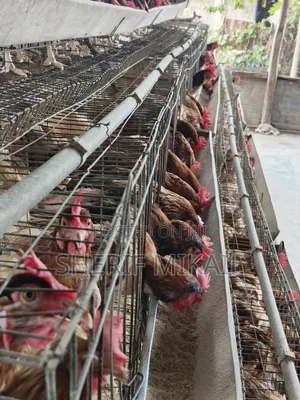 Old Layers (Chickens) - 600 Birds