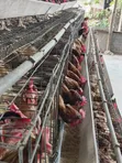 Old Layers (Chickens) - 600 Birds - 2