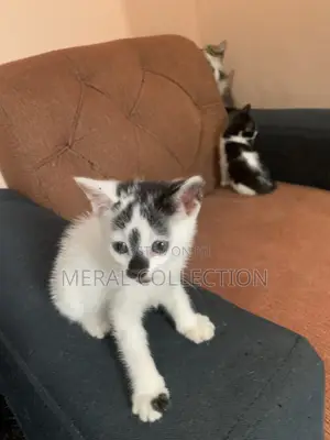 Female Mixed Breed Kitten, 1-3 Months Old