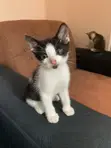 Female Mixed Breed Kitten, 1-3 Months Old - 2