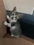 Female Mixed Breed Kitten, 1-3 Months Old - 3