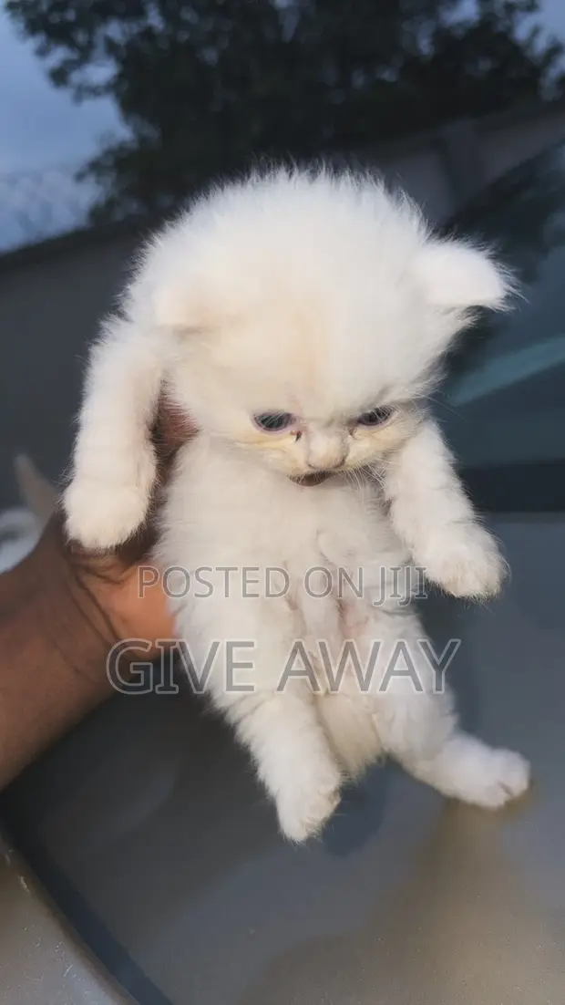 Female Purebred Persian Kitten (0-1 Month) - 1