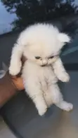 Female Purebred Persian Kitten (0-1 Month) - 1
