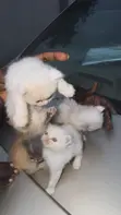 Female Purebred Persian Kitten (0-1 Month) - 2
