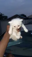 Female Purebred Persian Kitten (0-1 Month) - 3