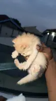 Female Purebred Persian Kitten (0-1 Month) - 4