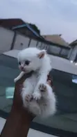 Female Purebred Persian Kitten (0-1 Month) - 5