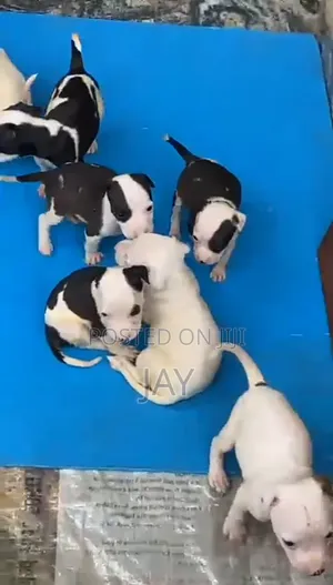Purebred American Pit Bull Terrier Puppy (Female)