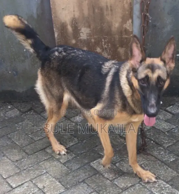 Purebred German Shepherd - 6-12 Months Female - 1