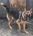Purebred German Shepherd - 6-12 Months Female - 1