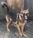 Purebred German Shepherd - 6-12 Months Female - 2