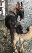 Purebred German Shepherd - 6-12 Months Female - 3