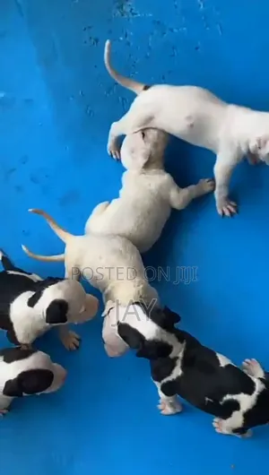 Purebred American Pit Bull Terrier Female, 1-3 Months