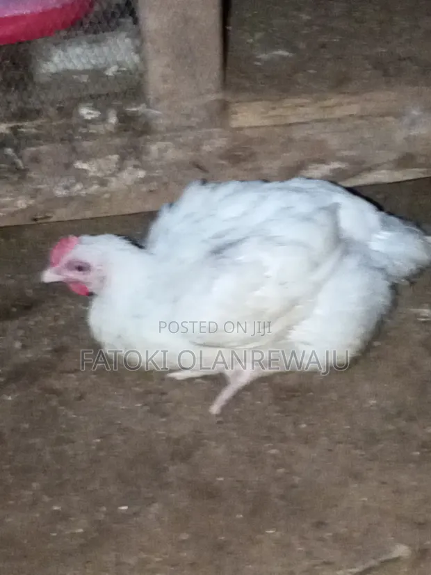 Broiler Chickens - 8 Weeks Old - 1