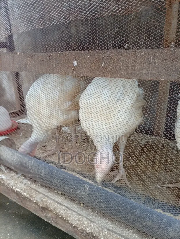 Foreign Turkey - 12 Weeks Old - 1