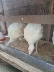 Foreign Turkey - 12 Weeks Old - 1