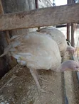 Foreign Turkey - 12 Weeks Old - 2