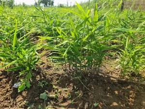 Filin Zama na FCDA Approved don Siyarwa - Idu Industrial
