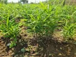 Filin Zama na FCDA Approved don Siyarwa - Idu Industrial - 1