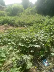 Filin Zama na FCDA Approved don Siyarwa - Idu Industrial - 2