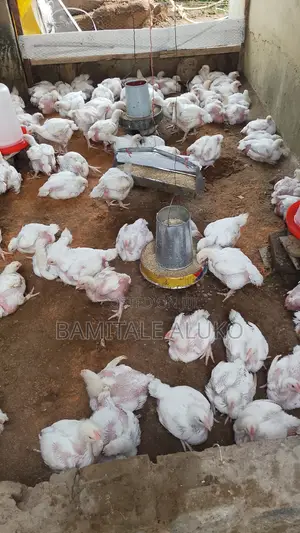 Broiler Chickens for Sale - Live Weight