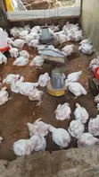 Broiler Chickens for Sale - Live Weight - 1