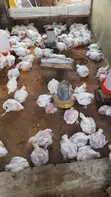 Broiler Chickens for Sale - Live Weight - 2