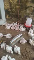 Broiler Chickens for Sale - Live Weight - 3