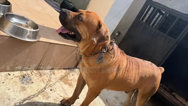 Purebred Boerboel Male Puppy (6-12 Months) - 1