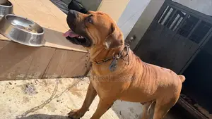 Purebred Boerboel Male Puppy (6-12 Months)
