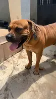 Purebred Boerboel Male Puppy (6-12 Months) - 2