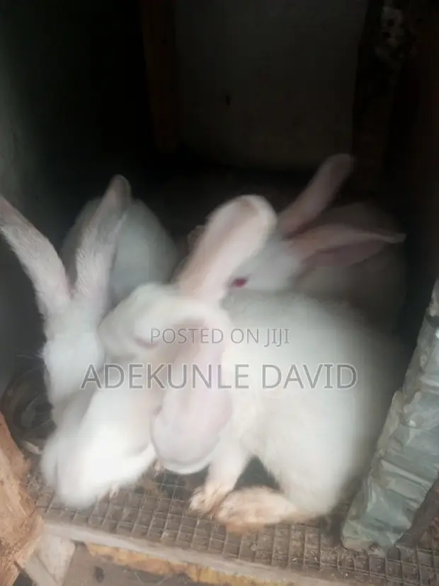 New Zealand Rabbits - 1