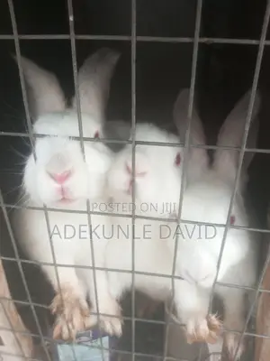 New Zealand Rabbits