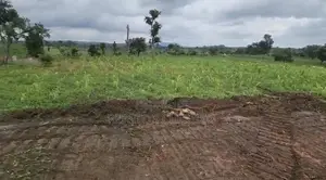 Filin Sayarwa a Apo Wassa - 260 Milyan Naira