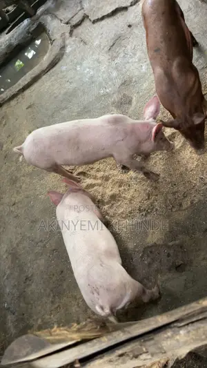 Aladun Aljanna Masu Girma Masu Tsarki Don Siyarwa