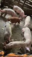 Aladun Aljanna Masu Girma Masu Tsarki Don Siyarwa - 2