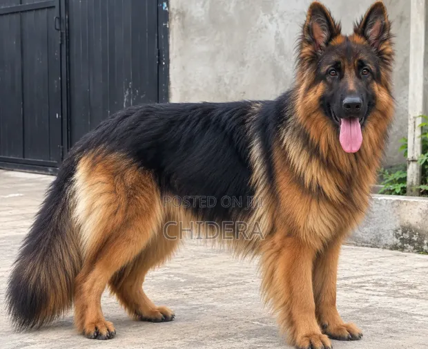 Purebred German Shepherd Stud Available - 1