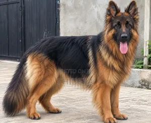 Purebred German Shepherd Stud Available