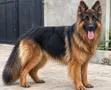 Purebred German Shepherd Stud Available - 1