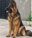 Purebred German Shepherd Stud Available - 2