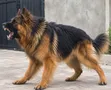 Purebred German Shepherd Stud Available - 3