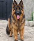Purebred German Shepherd Stud Available - 4