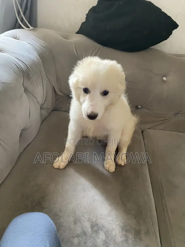 Purebred American Eskimo Puppy - 3-6 Months - 1