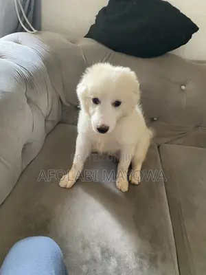 Purebred American Eskimo Puppy - 3-6 Months